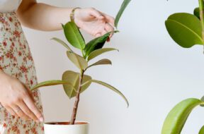 Kamerplanten