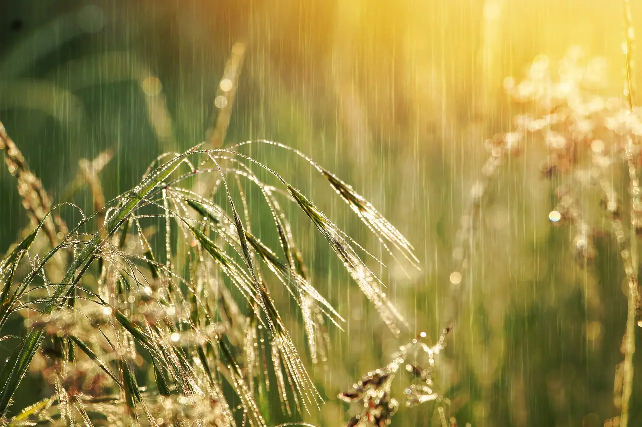 Regenwater opvangen in je tuin en overlast voorkomen