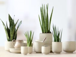 Bloemenbureau-Sansevieria-expiration_date-2025-05-04