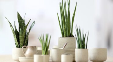 Bloemenbureau-Sansevieria-expiration_date-2025-05-04