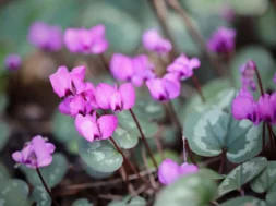 cyclamen-7850131_1280