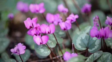 cyclamen-7850131_1280
