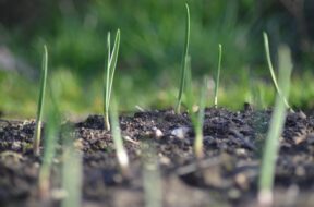 Tuinieren in februari