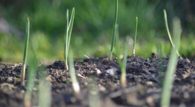 Tuinieren in februari